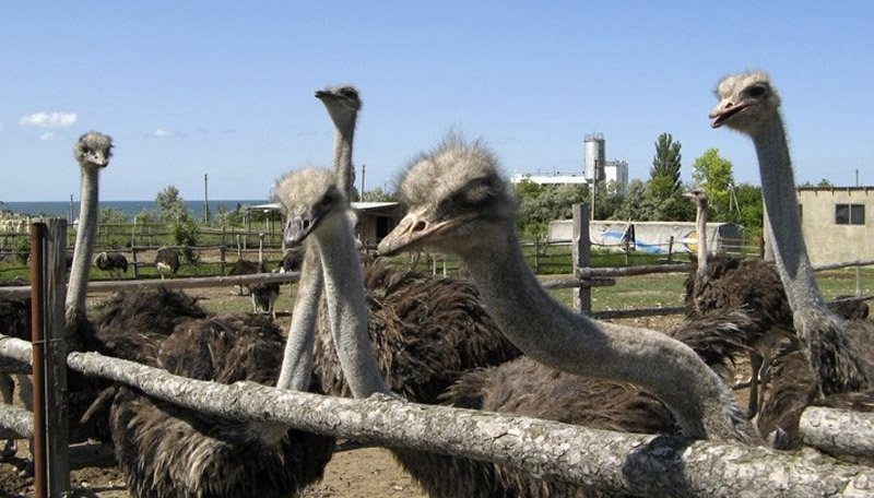 Страусиная ферма на отдыхе в Саках